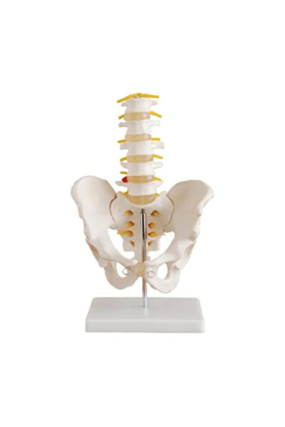 EgeAnatomi Maketleri Omurga Ve Kalça Modeli (PELVİSLİ 5 Lİ LUMBAR VERTEBRA MO...
