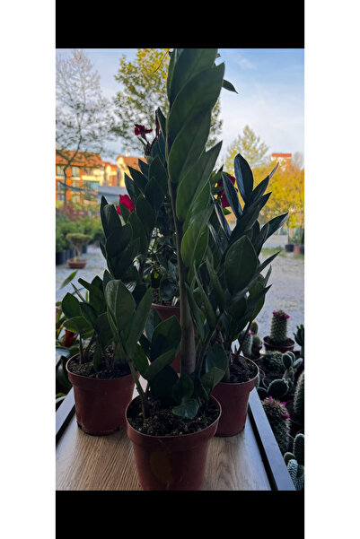 GARDENLİFEBOTANİK Zammia canlı çiçek