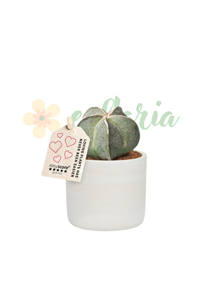 Eufloria Astrophytum myriostigma Ø7cm