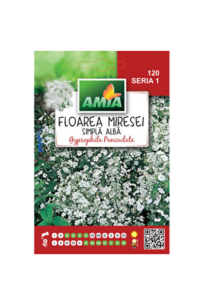 Amia Seminte de flori Floarea Miresei simple alba, 0,8 g