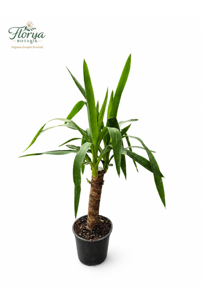 Florya Botanik Yucca - Yuka Bitkisi Tek Gövdeli Yucca Avize Çiçeği Canlı Salo...