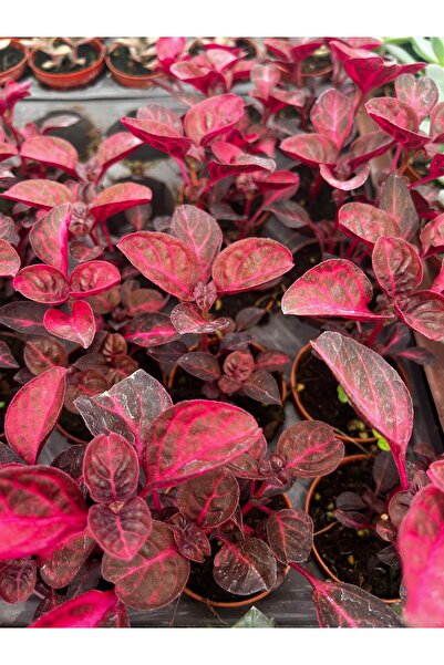 FİDEİSTE Çingene Şalvarı Çiçeği (Iresine Herbstii) 5,5 cm Saksıda – Pembe Bordo Yapraklı Dekoratif Salon Bitkisi