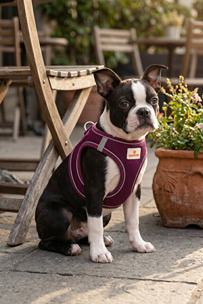 GOBYPET Kediler Ve Köpekler İçin Rahat, Dayanıklı Göğüs Tasması L