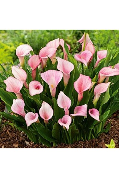 Mutlu Paket Strawberry Blush Calla Gala Çiçeği Soğanı (1 Adet Soğan)