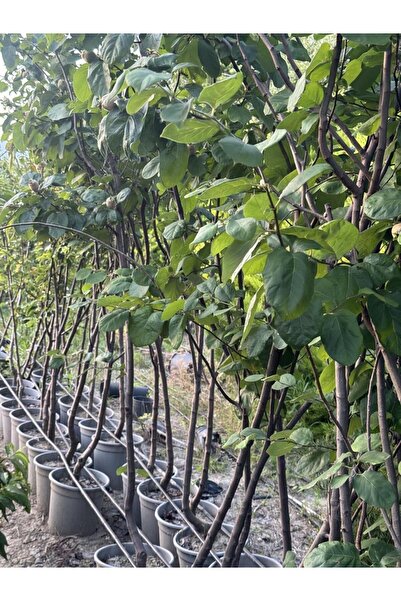 ASES FİDAN SAKSIDA 5 YAŞMEYVE VEREN AŞILI EKMEK AYVA FİDANI BOY 200 CM+