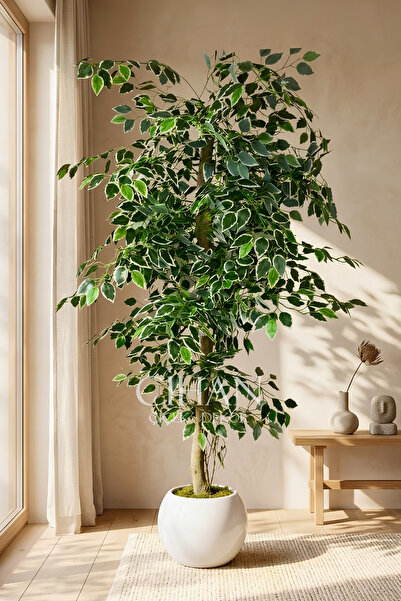 Cihan Çiçekçilik Yapay Ficus Ağacı 27x33 Beyaz Küre Saksılı 160 cm
