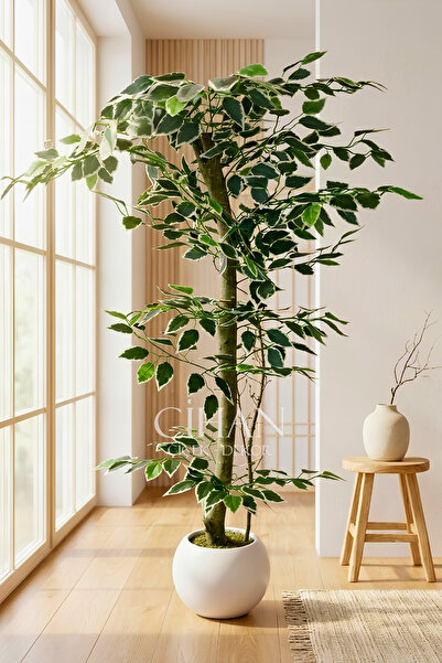 Cihan Çiçekçilik 120 cm Yapay Ficus Ağacı Beyaz 27x33 Küre Saksılı