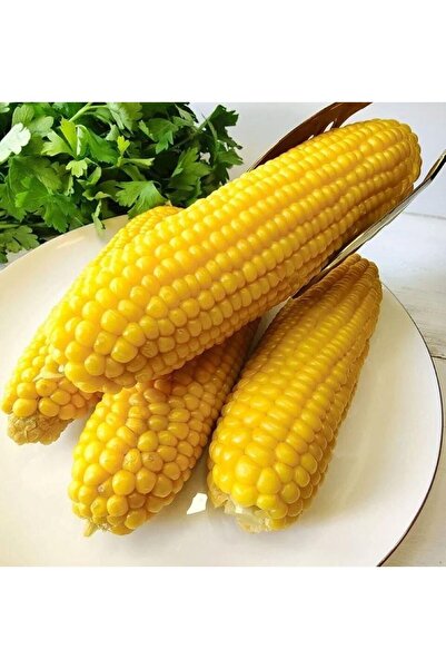 TABER Tatlı İri Taneli Haşlamalık Süt Mısır Tohumu (25 tohum)
