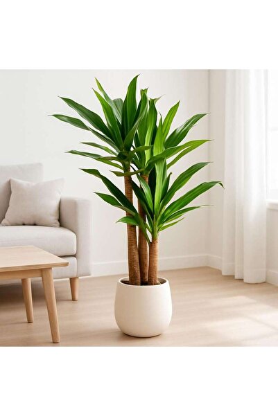 PAN HOME Dracaena Three Head Artificial Tree H130cm - Green