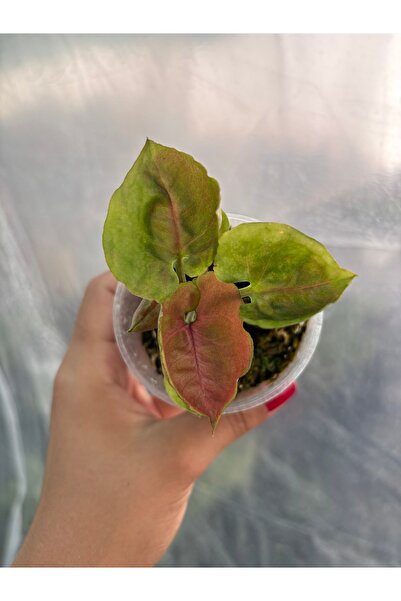 nazlı çiçekçilik Syngonium Strawberry Ice Özel Tür Melek Kanadı