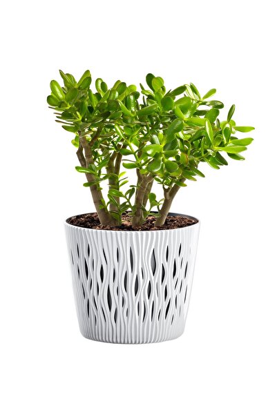 EDANTI Ghiveci rotund nisipos pentru casă, 15,8 cm + inserție, alb