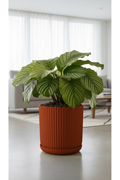 Bliss Lotus Kendinden Tabaklı 5 Litre Saksı Dekoratif Plastik Çiçek Saksısı M...