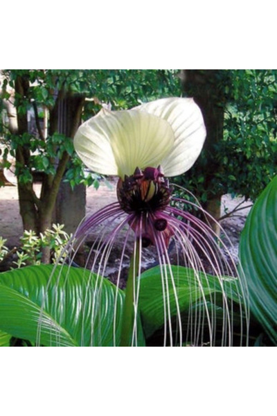 123 Flower Seeds, Devil's Beard, White Bat Flower, Indoor Plant, Large Contai...