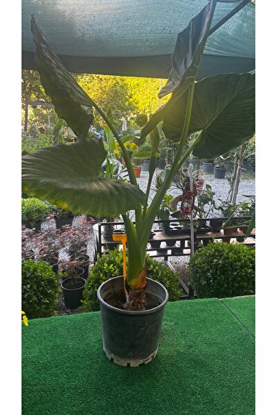 GARDENLİFEBOTANİK Canlı fil kulağı salon bitkisi