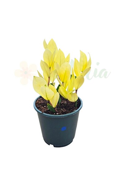 Eufloria Zamioculcas zamiifolia 'Chameleon' Ø14cm