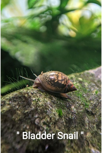 İkizler Bladder Pond Snail Tatlı Su Akvaryumu Salyangozu 1 Adet
