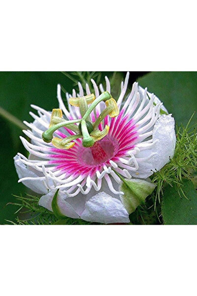 123 Passion Flower, 100 Seeds, Fragrant Flowers, Delicious Fruit, Strong Clim...