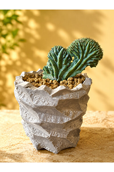 ATLANTE CACTUS Myrtillocactus Geometrizans Cristata