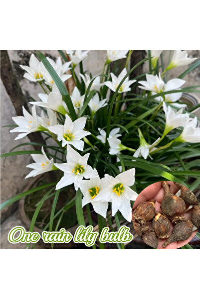 Bloom & Sow Seed Pure White Rain Lily (Zephyranthes) Bulbs – Beginner-friendl...