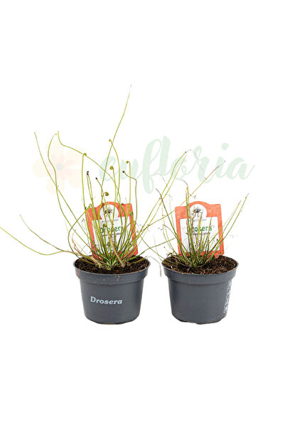 Eufloria Дрозера филиформис Ø9см