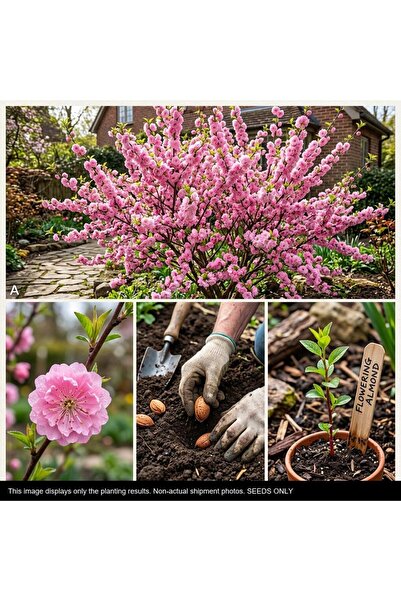 Bloom & Sow Seed بذور الخوخ الوردي المزهر - الخوخ الزخرفي ذو الزهر المزدوج (ب...
