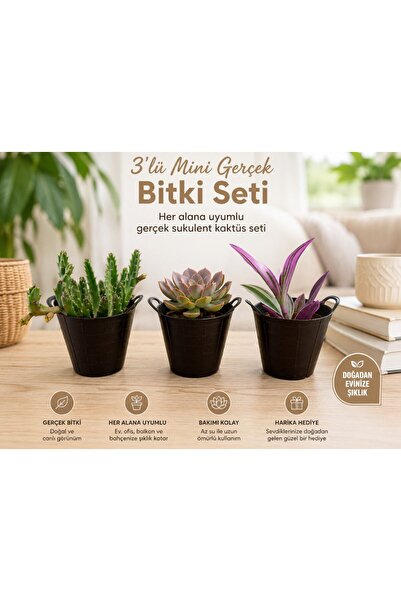 Hep İndirimli 3’lü Mini Gerçek Kaktüs Sukulent Bitki Seti – Dekoratif Saksılı...
