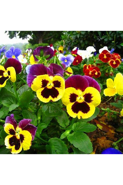 Bloom & Sow Seed بذور زهرة البانسي بألوان متنوعة ونقوش وجهية فريدة، بذور زهور...