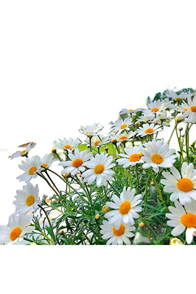 Bloom & Sow Seed بذور زهرة الأقحوان البيضاء - ديزي بيضاء بقلب برتقالي للزراعة...