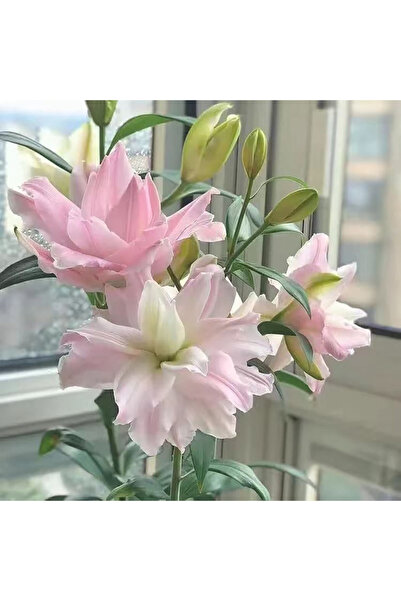 Bloom & Sow Seed Pastel Pink Double Lily Bulbs, Indoor Windowsill Fragrant Cu...