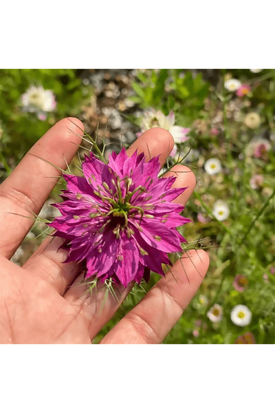 Bloom & Sow Seed Purple Nigella Cut Flower Seeds, Unique Spiky Foliage Courty...