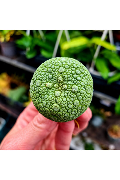 variegataseeds Pseudolithos migiurtinus sukulent ( saksısız)