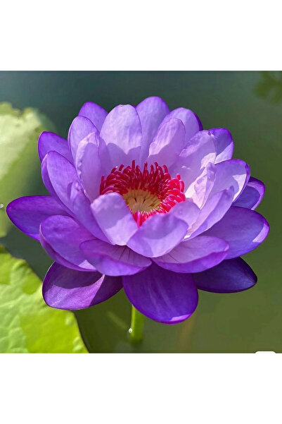 Bloom & Sow Seed Violet Purple Water Lily Aquatic Plant Bulbs, Easy‑Grow Pond...