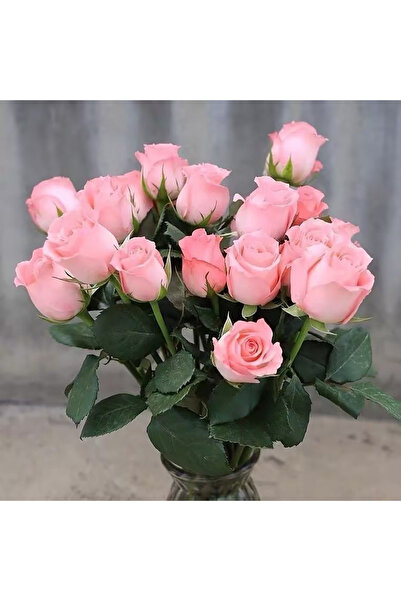 Bloom & Sow Seed Soft Pink Rose Seeds, Elegant Long‑Lasting Cut Flower, for H...