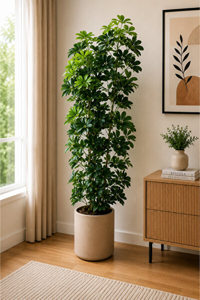 Generic Artificial Schefflera Arboricola Plant - 180 CM