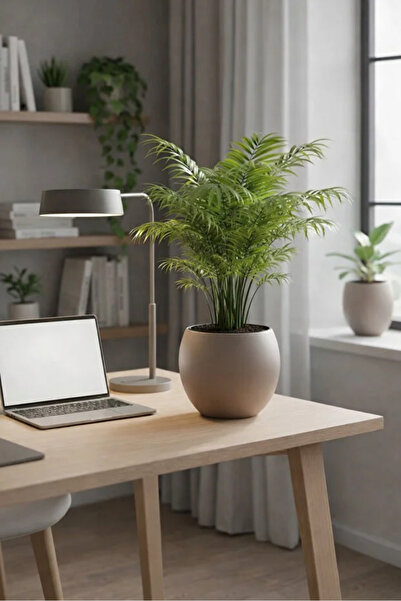 poliva home Dekoratif Modern Tasarım 7,5 Litre Küre Saksı Dekoratif Çiçeklik ...