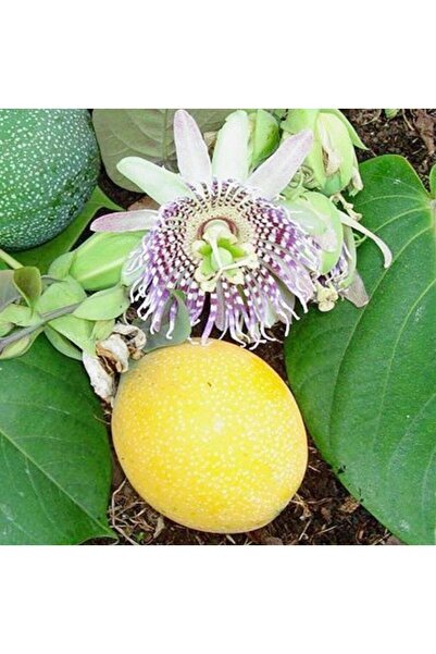 ruzgarbotanik Çarkıfelek Pasiflora Fidanı Meyveli 80cm-100cm