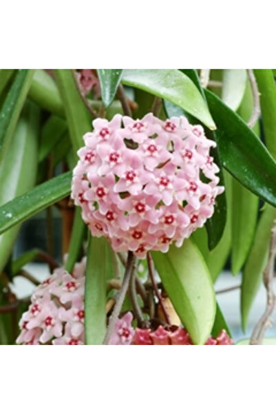 Eufloria Hoya 'Minibelle' Ø10.5cm