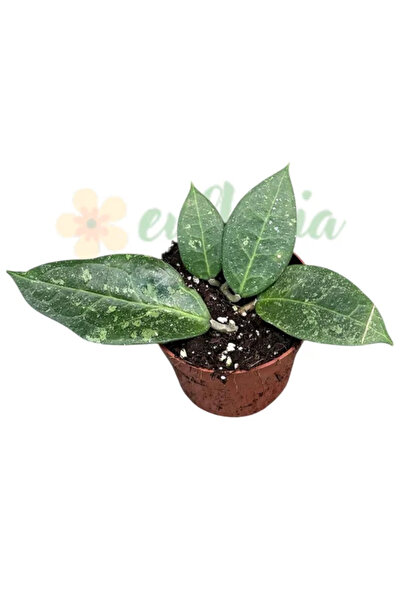 Eufloria Hoya verticillata 'Lavia' D12cm