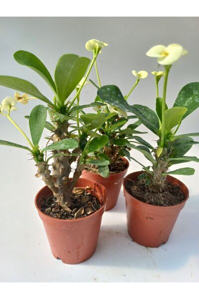 Gulen botanik Euphorbia Milii Sarı(dikenler Tacı)çiçeği 8.5cm Saksıda