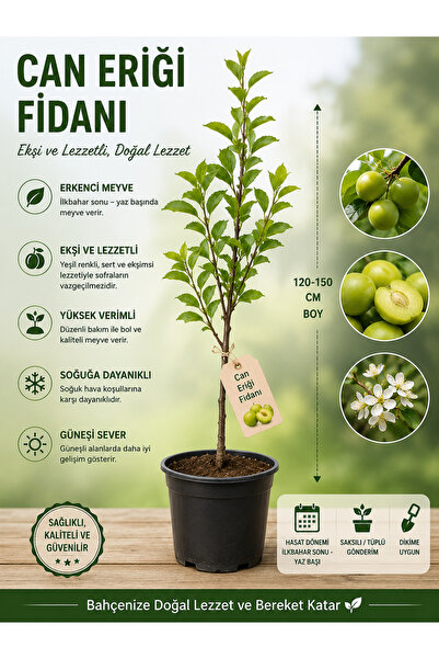 Mera Çiçekçilik Can Eriği Fidanı