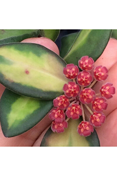 Eufloria Hoya burtoniae 'Variegata' D6