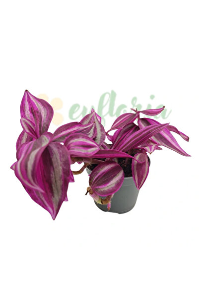 Eufloria Tradescantia zebrina 'Pink Paradise' Ø6cm