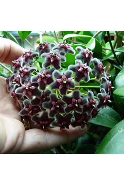Eufloria Hoya pubicalyx 'Black Dragon' Ø10,5cm