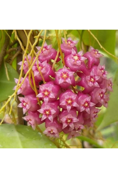 Eufloria Hoya parasitica 'Red Leaf' Ø7cm