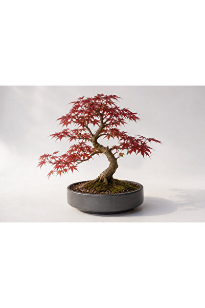 Tunç Botanik BONSAİ SAKSISI 3 ADET - EL YAPIMI BETON GRİ ANTRASİT