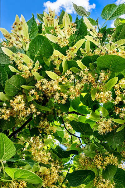 Vasada Ihlamur Fidanı Gümüşi Tilia Tomentosa (T.argentea- T.alba) Tüplü 30-40 cm