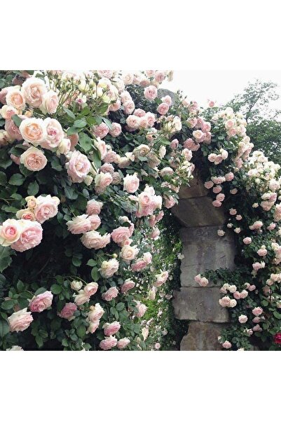 Mimoza Pembe Yediveren Sarmaşık Ponpon Gül Fidanı 15-25 Cm