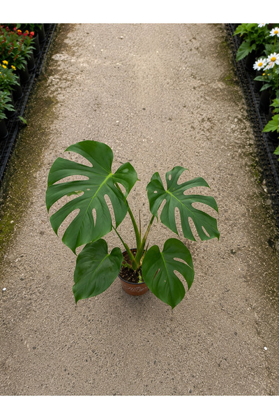 Florya Botanik Monstera Deliciosa - Deve Tabanı - Ev Ofis Salon Iç Mekan Bitk...