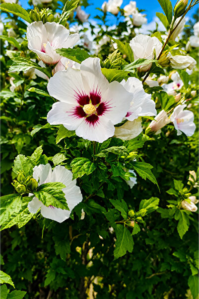Ağaç Hatmi Fidanı Beyaz Hibiscus Syriacus Tüplü 30-40 cm
