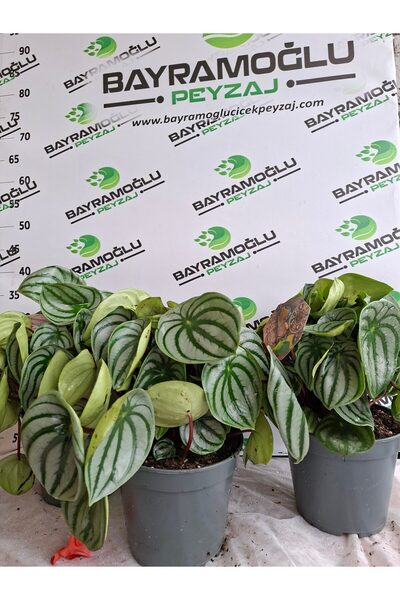 Bayramoğlu Peyzaj Karpuz Peperomia (Peperomia argyreia)